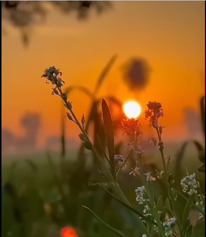 Nature 2 : Best Nature